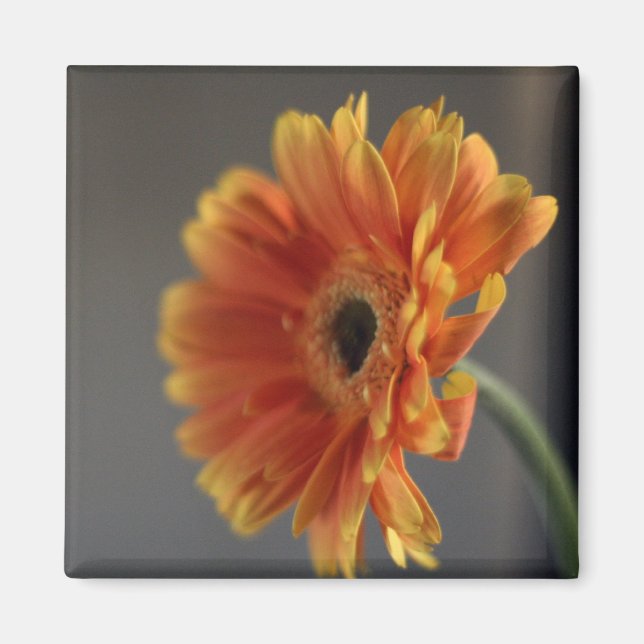 Íman Magneta do Flor (Frente)