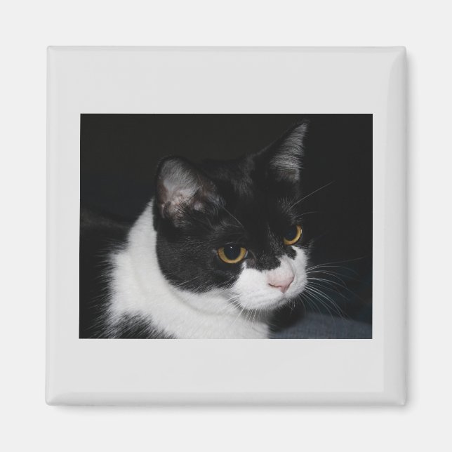 Íman Magneta do Gatinho bonito (Frente)