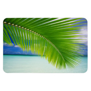 Íman Magneta do oceano tropical