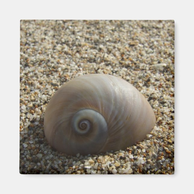 Íman Magneta do Sea Shell (Frente)