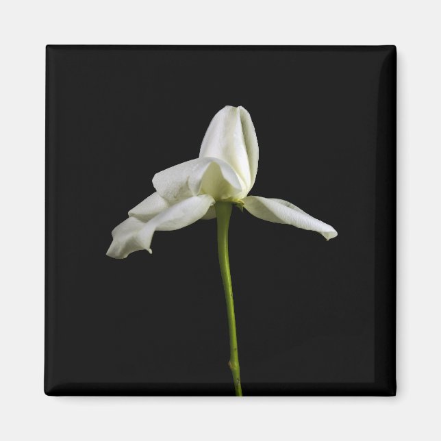 Íman Magneta Elegante Rosa (Frente)