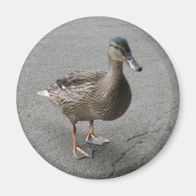 Íman Magneta Engraçado de Pato (Frente)