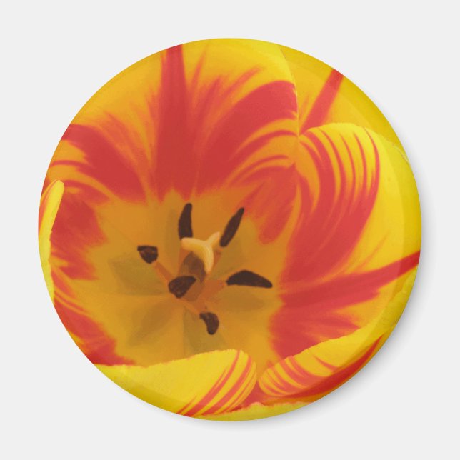 Íman Magneta Fiery Tulip (Frente)
