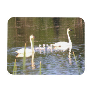 Íman Magneta flexível da família Swan branca