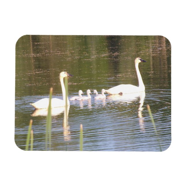 Íman Magneta flexível da família Swan branca (Horizontal)
