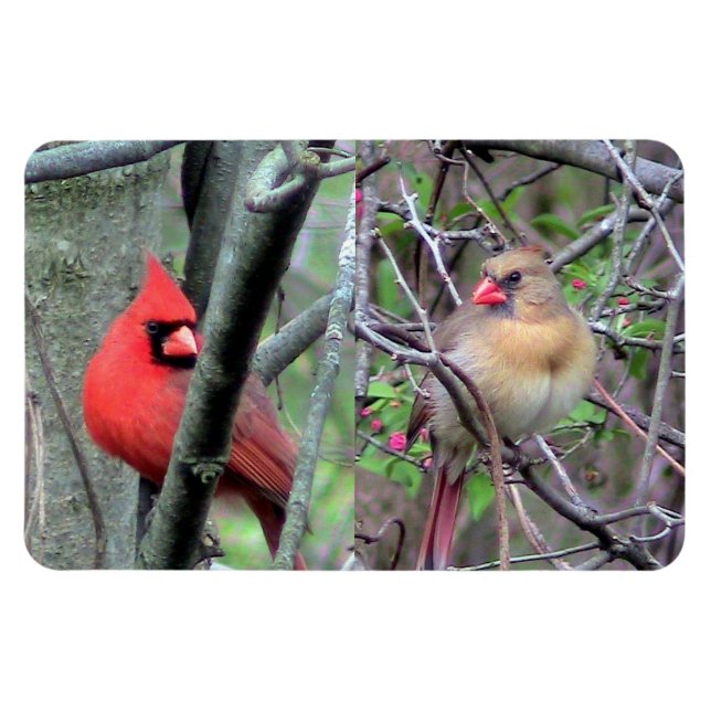 Íman Magneta flexível de par cardinário (Horizontal)