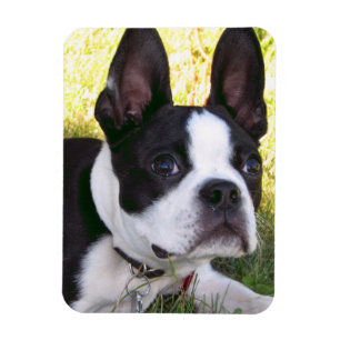 Íman Magneta flexível de pup Boston Terrier