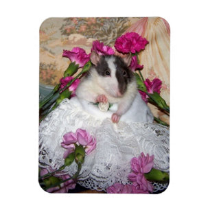 Íman Magneta flexível de verdade de Pet Rat
