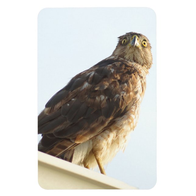 Íman Magneta flexível do Hawk com pontilhamento vermelh (Vertical)