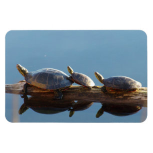 Íman Magneta flexível e superficial da família Turtle