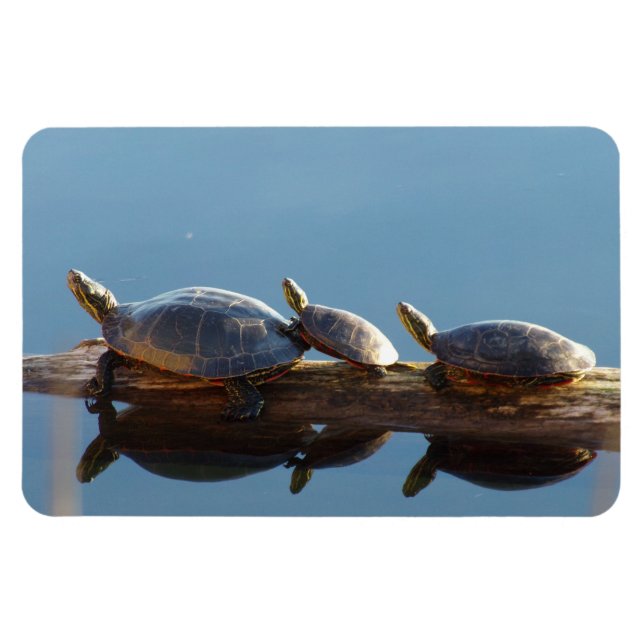 Íman Magneta flexível e superficial da família Turtle (Horizontal)