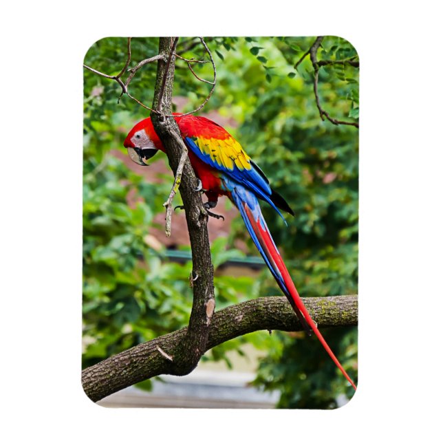 Íman Magneta flexível Red Macaw (Vertical)