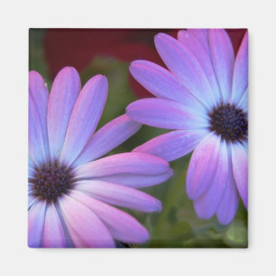 Íman Magneta Floral