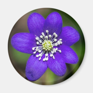 Íman Magneta Floral Colorida Brilhante