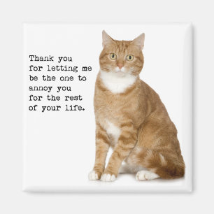 Íman Magneta Gato Enrugada