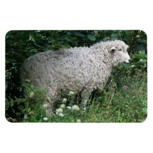Íman Magneta Gelada E Bonita De Ovino