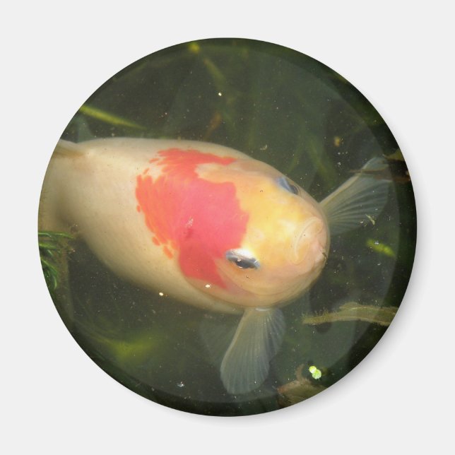 Íman Magneta Goldfish (Frente)