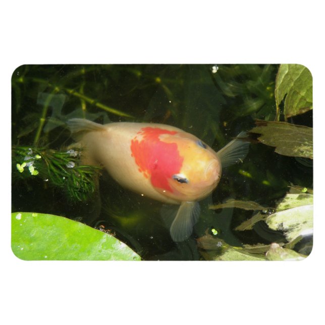 Íman Magneta Goldfish Premium (Horizontal)