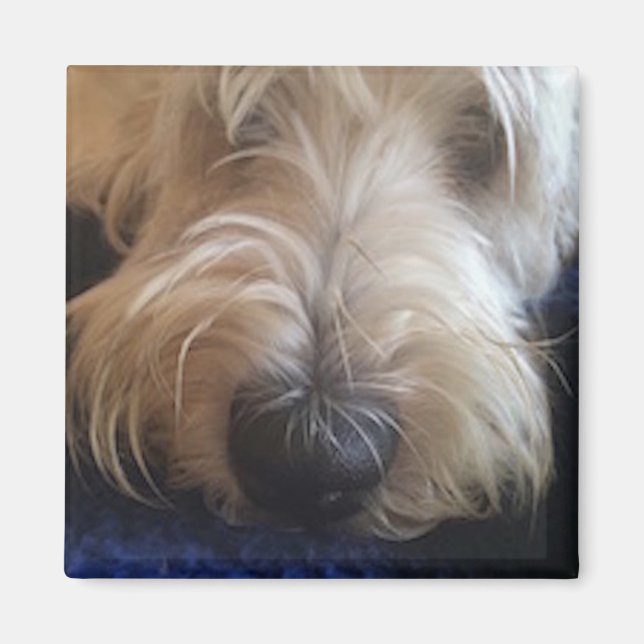 Íman magneta Griffon Grande Basset (Frente)