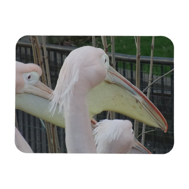 Íman Magneta Herons 3"x4" (Horizontal)