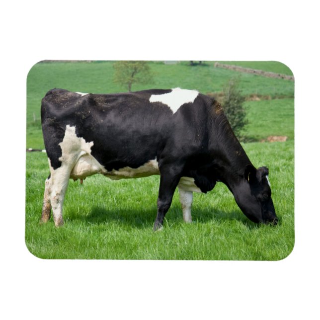 Íman Magneta Holstein (Horizontal)