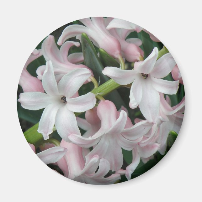 Íman Magneta Hyacinths (Frente)