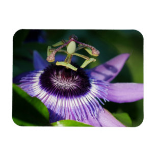 Íman Magneta lavanda da ventoinha