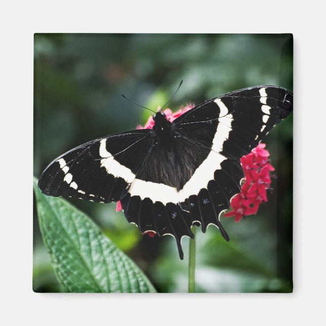 Íman Magneta Lolipop Butterfly (Frente)