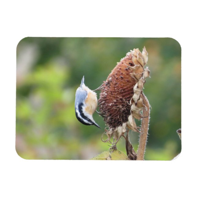 Íman Magneta Nuthatch com fome (Horizontal)