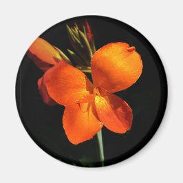 Íman Magneta Orquídea Azzling