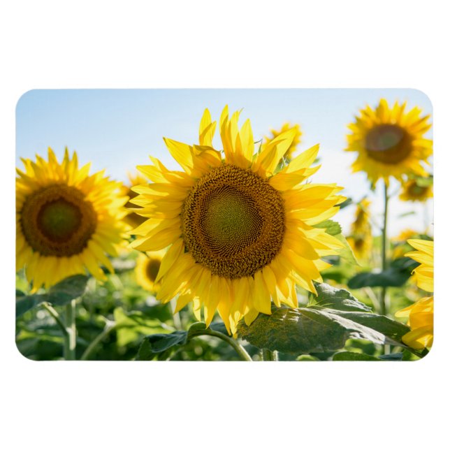 Íman Magneta plana 4x6 (Horizontal)