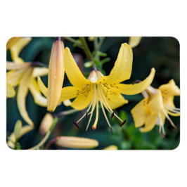 Íman Magneta plana 4x6