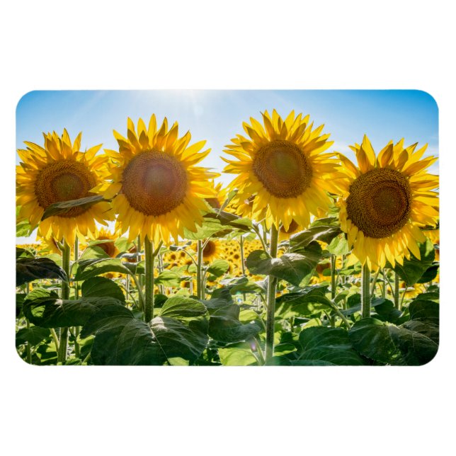 Íman Magneta plana 4x6 (Horizontal)