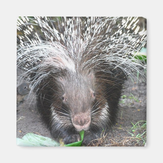 Íman Magneta Porcupine Enchida (Frente)