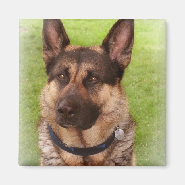 Íman Magneta prateada do cão pastor (Frente)