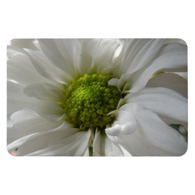 Íman Magneta Premium Chrysanthemum Branco (Horizontal)