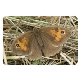 Íman Magneta Premium de Borboleta Marrom-prada-das-mulh