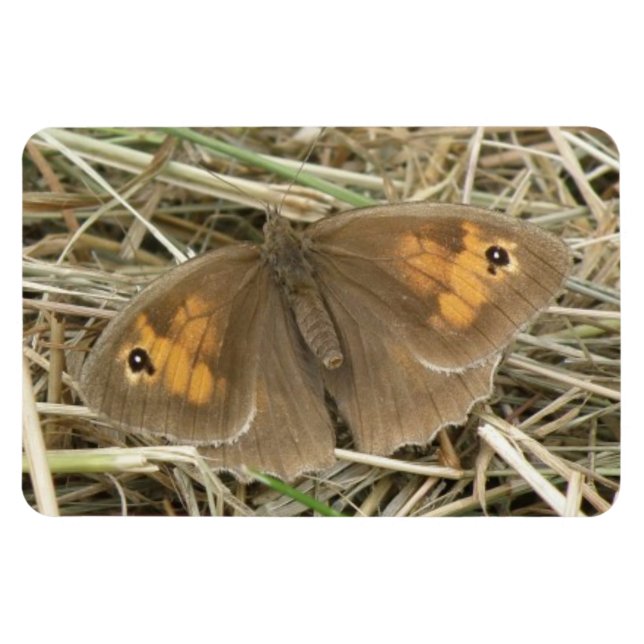 Íman Magneta Premium de Borboleta Marrom-prada-das-mulh (Horizontal)