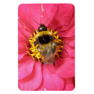 Íman Magneta Premium de Bumblebee
