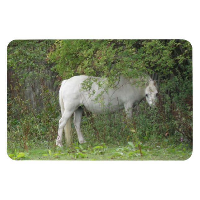 Íman Magneta Premium de Cavalo Branco Tímido (Horizontal)