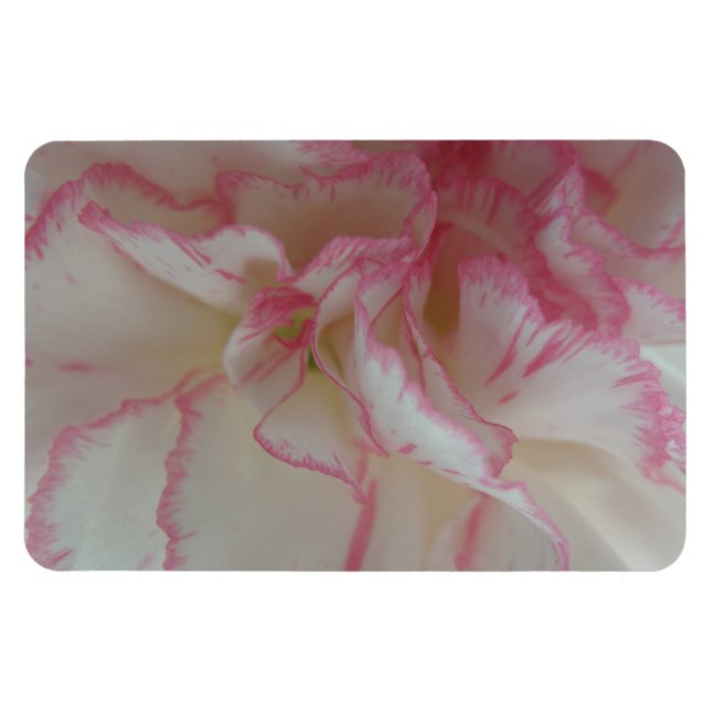 Íman Magneta Premium de Cravos Brancos e Rosa (Horizontal)