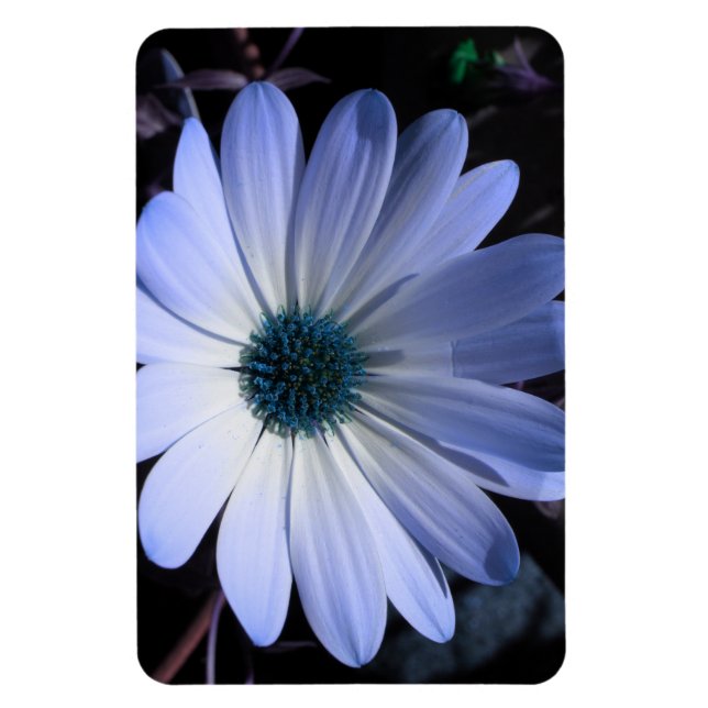 Íman Magneta Premium de Daisy Flor Azul (Vertical)