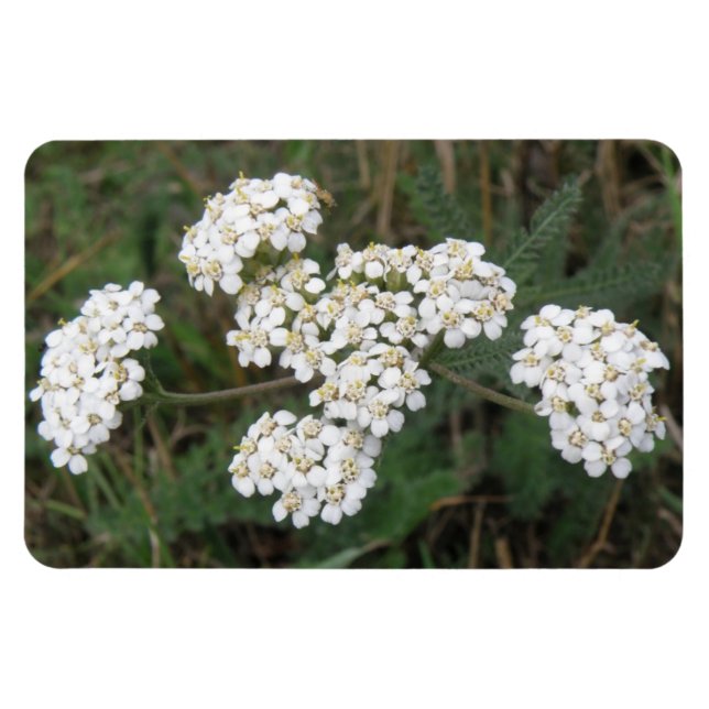 Íman Magneta Premium de Flores Brancas (Horizontal)