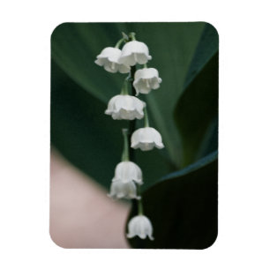 Íman Magneta Premium dos Sinos Doces