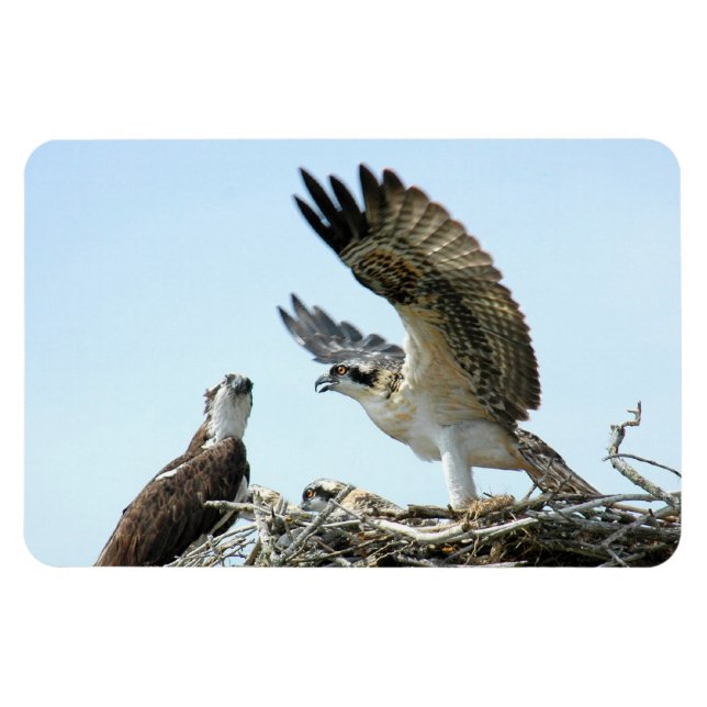 Íman Magneta Premium Flexi para Osprey ou família hawk (Horizontal)