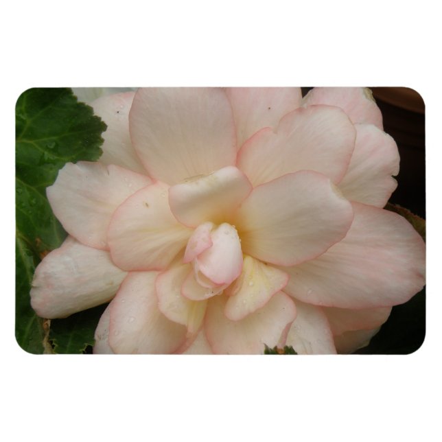 Íman Magneta Premium Flor da Begônia Branca (Horizontal)
