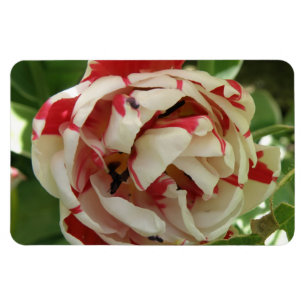 Íman Magneta Premium Tulip Cor-de-Rosa e Branco