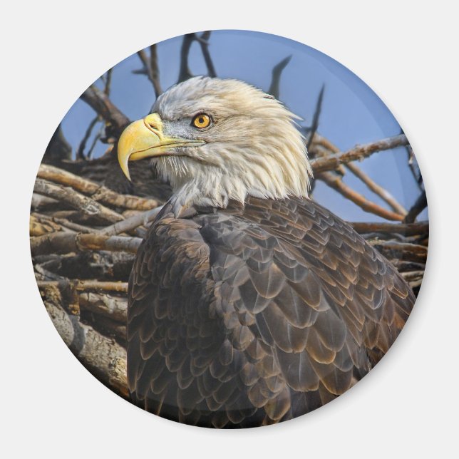 Íman Magneta Primavera de Águia Balda (Frente)