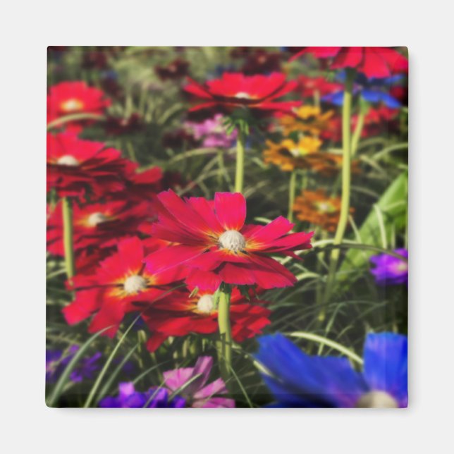 Íman Magneta Primavera iridescente (Frente)