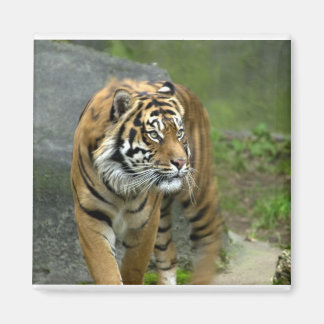 Íman Magneta quadrada